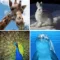 Guess Mosaic Animals