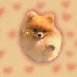 Cute Pom Meme Cute Pom Meme