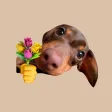 Cute Sausage Meme