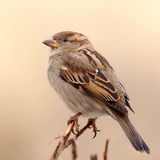Sparrow sms Sparrow sms