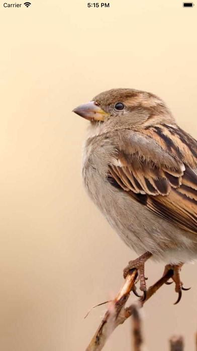 Sparrow sms Screenshots