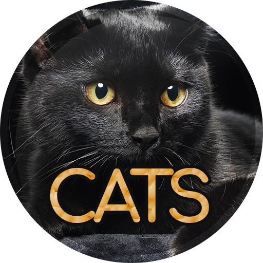 Wallpapers 4K with cats