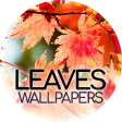 Wallpapers with leaves in 4K