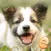 Jigsaw Wonder Puppies Puzzles for Kids