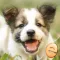 Jigsaw Wonder Puppies Puzzles for Kids