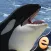 Orca Puzzles for Kids Jigsaw Wonder Edition