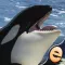 Orca Puzzles for Kids Jigsaw Wonder Edition