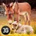 Little Horse Donkey Simulator