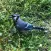 Blue Jay Stickers