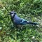 Blue Jay Stickers