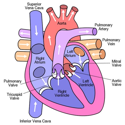 Peds Cardiology Handbook