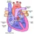 Peds Cardiology Handbook