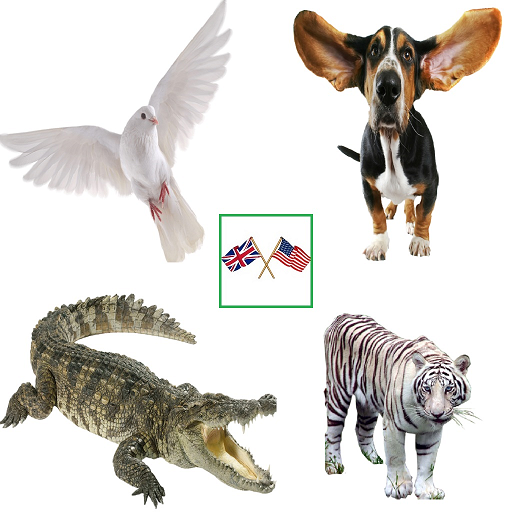 English Animals Vocabulary English Animals Vocabulary
