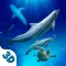 Underwater Animals Survival