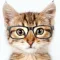 Catify - Cat Effects Camera