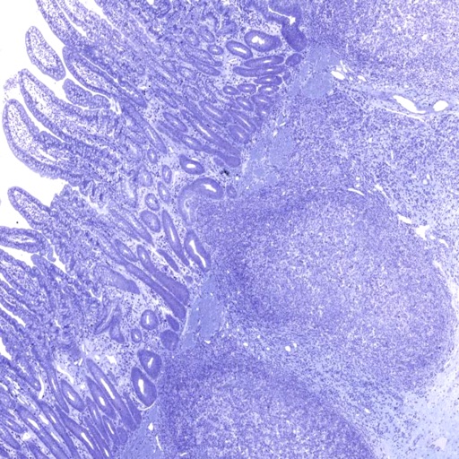 AnatLab Histology AnatLab Histology