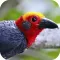 Sabah Birds
