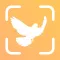 Bird Identifier: BirdID