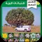 الأطلس المصور للنباتات البرية