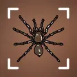 Spider identifier - Bug,insect