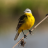 Birds of Siberia Birds of Siberia