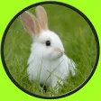 exceptionnal rabbits for kids no ads