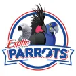 Exotic Parrots