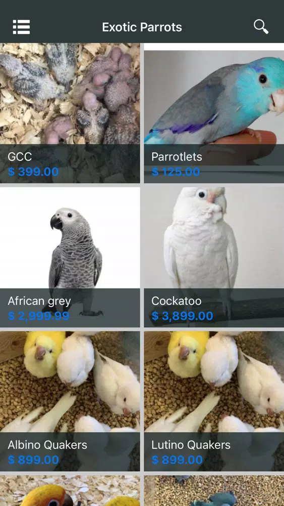 Zrzuty ekranu Exotic Parrots