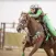 Barrel Racing Tips