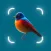 Bird Identifier, Bird Id