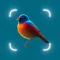Bird Identifier, Bird Id