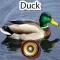 Real Duck Hunting Calls & Sounds