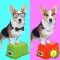 Find Different Picture Puzzle
