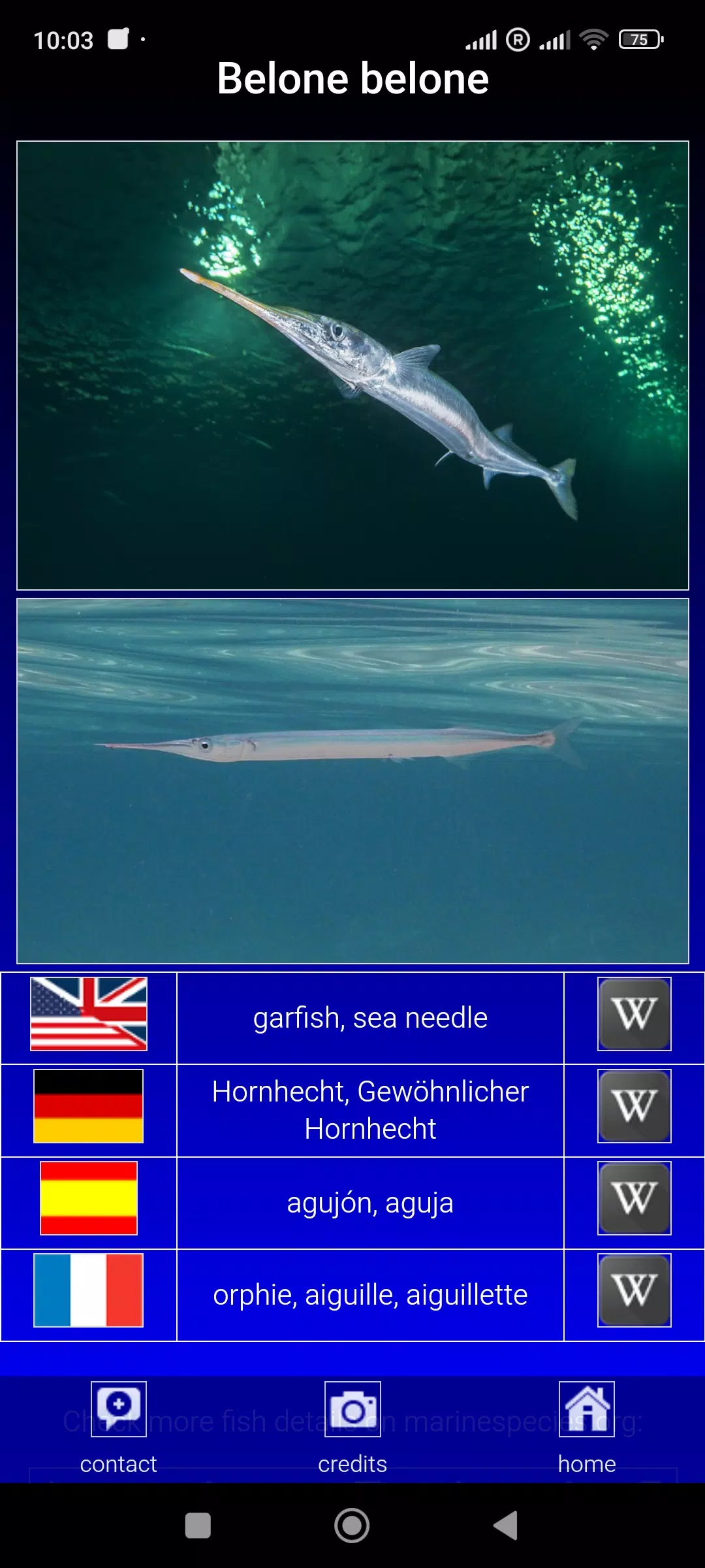 Sea fish of the North Atlantic Screenshots
