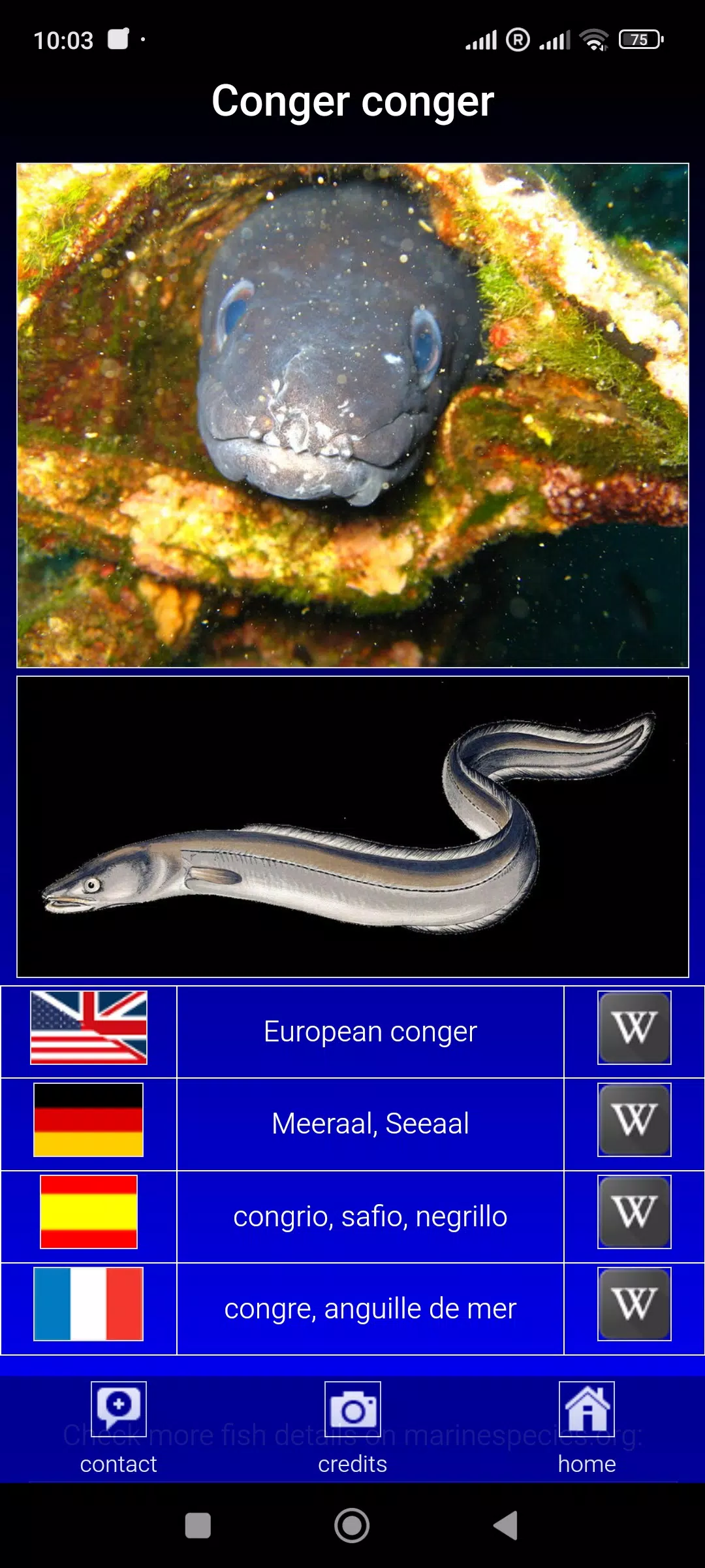 Sea fish of the North Atlantic Screenshots