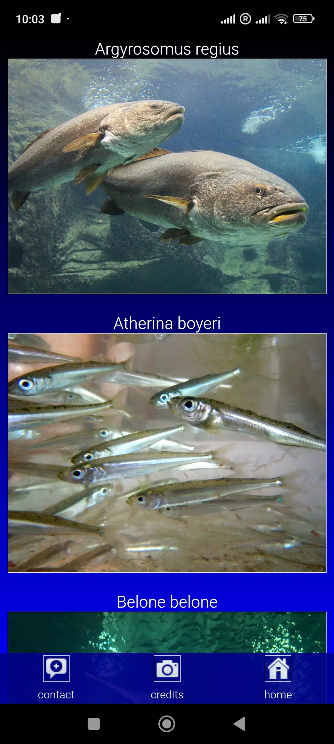 Sea fish of the North Atlantic Screenshots