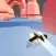 XFlyer