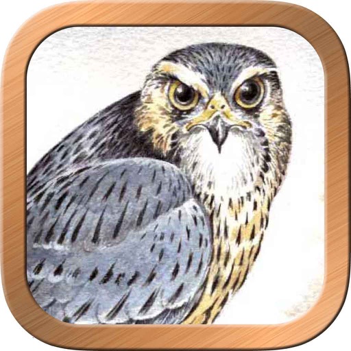 Druid Oracle Cards Druid Oracle Cards