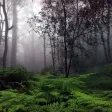 Sound4Life - Forest Sounds
