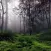 Sound4Life - Forest Sounds