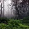 Sound4Life - Forest Sounds