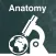 Anatomy Final