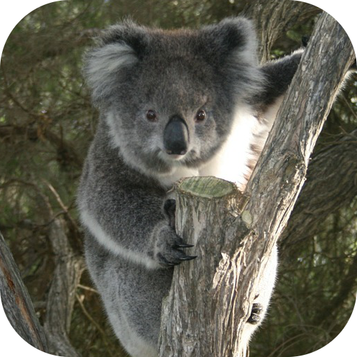 KoalaBG: Koala Wallpapers