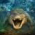 Underwater Animals Hunter