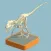 Fossil Museum Collector