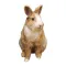 Rabbit photo sticker