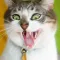 Cat Jokes - Best, cool and funny jokes!