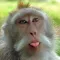 Monkey Jokes - Best, cool and funny jokes!