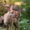 Hunting 4K Pro