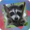 Déjà Vu - Raccoons
